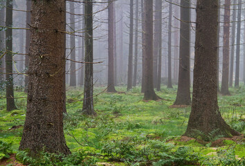 Tall pine trees in misty forest, moss on the ground