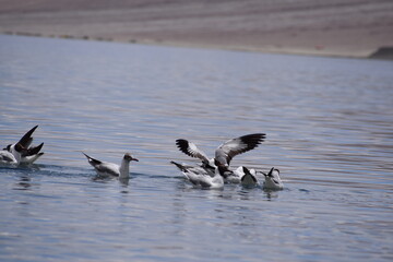 birds in the water pangong lake leh ladakh