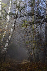 Fog in the wood