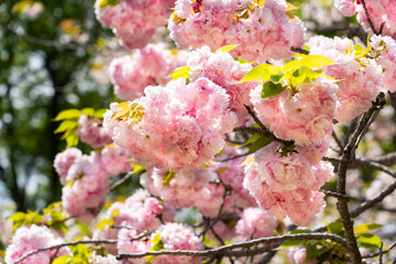Pink cherry blossom are bloom in Fukuoka city, JAPAN.