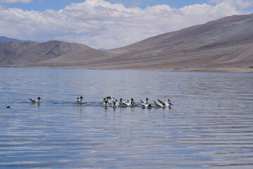 birds in the water pangong lake leh ladakh