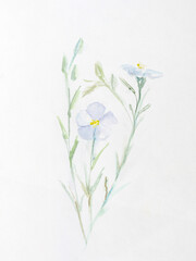 Delicate blue flax flower in watercolor on white paper background. Botanical illustration of wild flowers. Handmade author's work in watercolor. Layout for postcards, notebooks, notebooks, packaging.