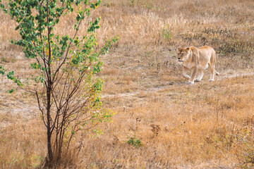 The lion walks along the path on the dried grass in zoo