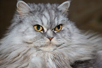 Gray , kawaii, cute, fluffy Scottish Highland Straight Longhair Cat with big orange eyes and long mustache in bed at home.