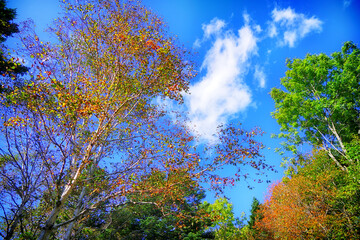 北海道クッチャロ湖畔の青空と白樺の紅葉