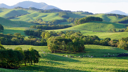 Grazing Cows in Teshikaga, Hokkaido