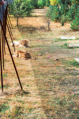 Feeding lions at the zoo. Taigan, Crimea
