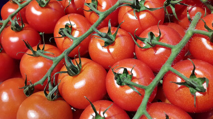 Red Tomatoes. Ripe tomatoes on a branch. Background of red tomatoes