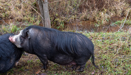 Black fat pig with fur on the green grass by the stream