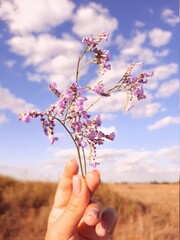 tree blossom