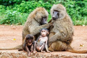 Baboon family sitting with a baby on the edge of the Ngorongoro Crater in Tanzania