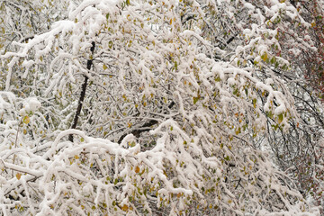 Obraz premium Thin branches of a tree under snow flakes.