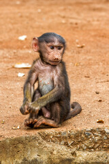 Baby baboon on the edge of the Ngorongoro crater - Tanzania