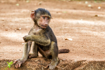 Baby baboon on the edge of the Ngorongoro crater - Tanzania