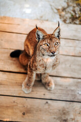 Beautiful portrait of a lynx on a wooden floor. Selective focus and blurring through the cage bars.  Animal rights protection. 