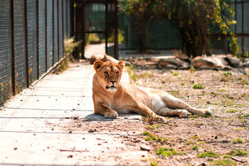 Lioness resting in the sun at the zoo in the enclosure