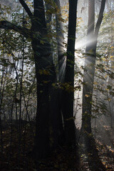 Fototapeta premium Fog in the wood
