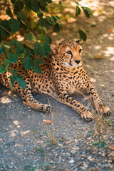 A beautiful adult Cheetah lies on the ground in the zoo. Concept of animal rights protection. Blurred cell and selective focus