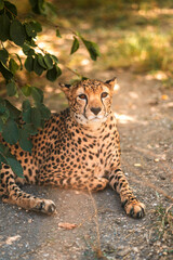A beautiful adult Cheetah lies on the ground in the zoo. Concept of animal rights protection. Blurred cell and selective focus