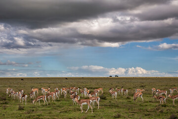Grant's Gazelle (Nanger granti) herd grazing while a thunderstorm is coming in the Serengeti National Park in Tanzania