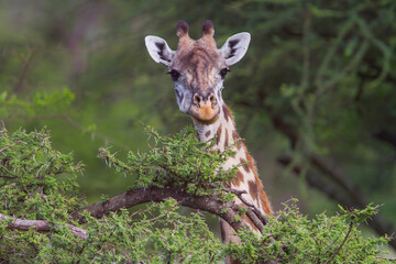 Portrait of a giraffe in the bush area of the Serengeti National Park in Tanzania