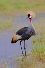 Grey crowned Crane wading in the water in the Ngorongoro Crater in Tanzania