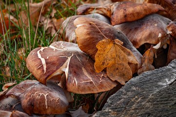 By the side of a mushroom