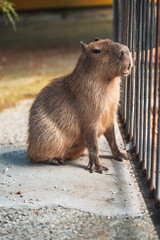 Capybara behind metal bars in captivity at the zoo.  Environmental protection concept. 