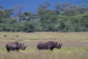 Two Black Rhino walking in the Ngrongoro National Park in Tanania