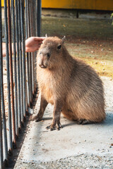 Capybara behind metal bars in captivity at the zoo.  Environmental protection concept. 