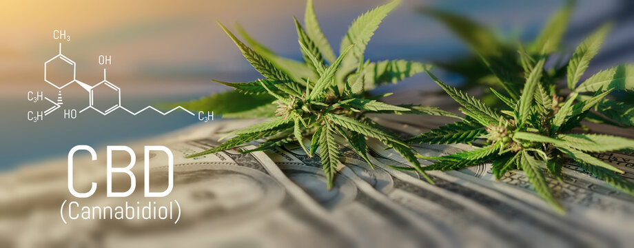 Cannabis Buds Picture of Formula CBD Close-up. Healing marijuana concept. Hemp leaf and dollar bills close-up, marijuana sales.