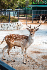 Spotted deer at the zoo. Concept of animal welfare rights.