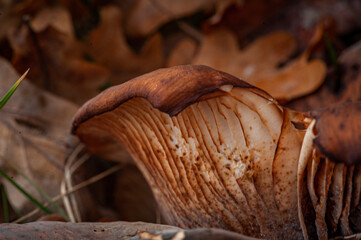 Underneath the mushrooms