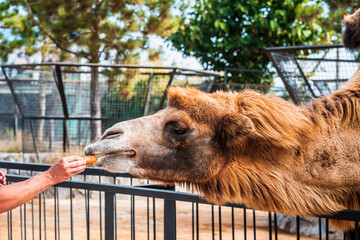 A camel eats a carrot from the hands of a zoo visitor