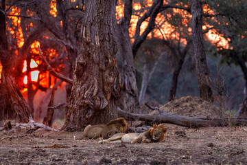 Male african lion (Panthera leo) brotherhood resting at sunset with the remains of an African Elephant calf under big trees with the last orange light in Mana Pools National Park in Zimbabwe