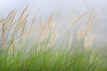 Flower grass under wind in winter season on white sky background