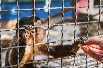 Little monkey holds on to the metal rods of the cage with its paws and begging for food. Animal rights protection and animal abuse concept. Wildlife in captivity idea. Selective focus.