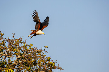 African Fish Eagle (Haliaeetus vocifer) hunting in Mana Pools National Park in Zimbabwe. Blue background and copy space