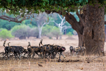 African Wild Dog (Lycaon pictus) preparing for hunting in Mana Pools National Park in Zimbabwe