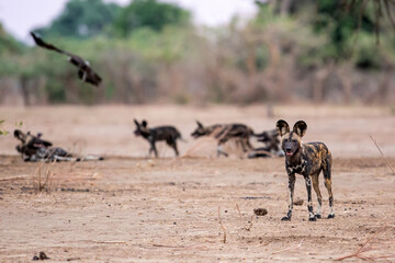 Naklejka na ściany i meble African Wild Dog (Lycaon pictus) preparing for hunting in Mana Pools National Park in Zimbabwe