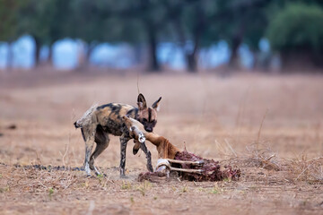 African Wild Dog (Lycaon pictus) eating the remains of an impala in Mana Pools National Park in Zimbabwe