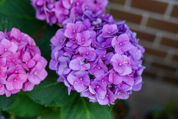 紫色の紫陽花の花