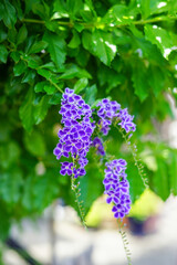 Obraz premium デュランタの紫の花