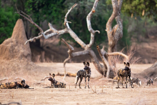 African Wild Dog (Lycaon pictus) preparing for hunting in Mana Pools National Park in Zimbabwe