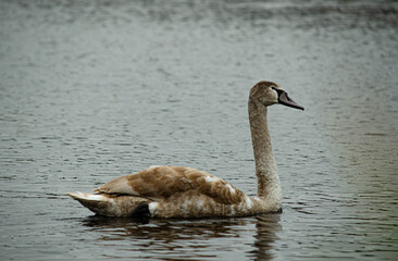 swan on the lake