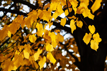 Beautiful autumn leaves as background. Fall leaf. Fall foliage.