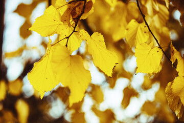 Beautiful autumn leaves as background. Fall leaf. Fall foliage.