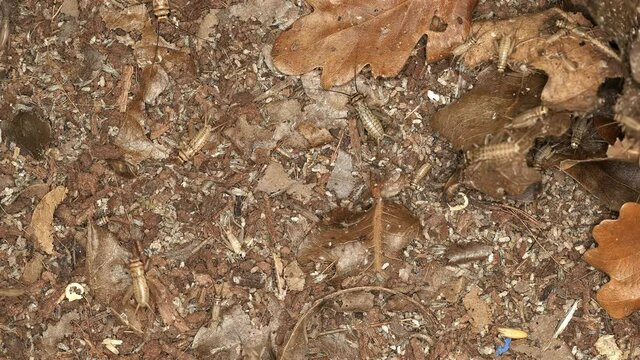 Insects of crickets Acheta domesticus, family Gryllidae. Cosmopolitan. In the cold season they settle in people's homes. Males make sounds attracting females