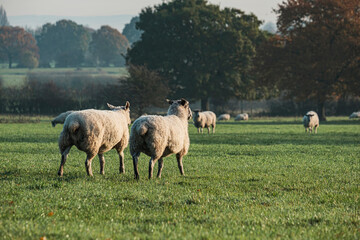 Fototapeta premium Sheep and lamb in the field