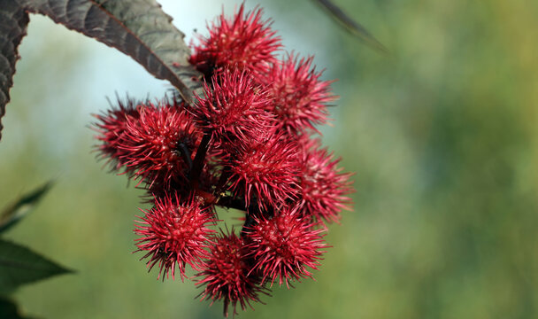Wunderbaum Ricinus communis 